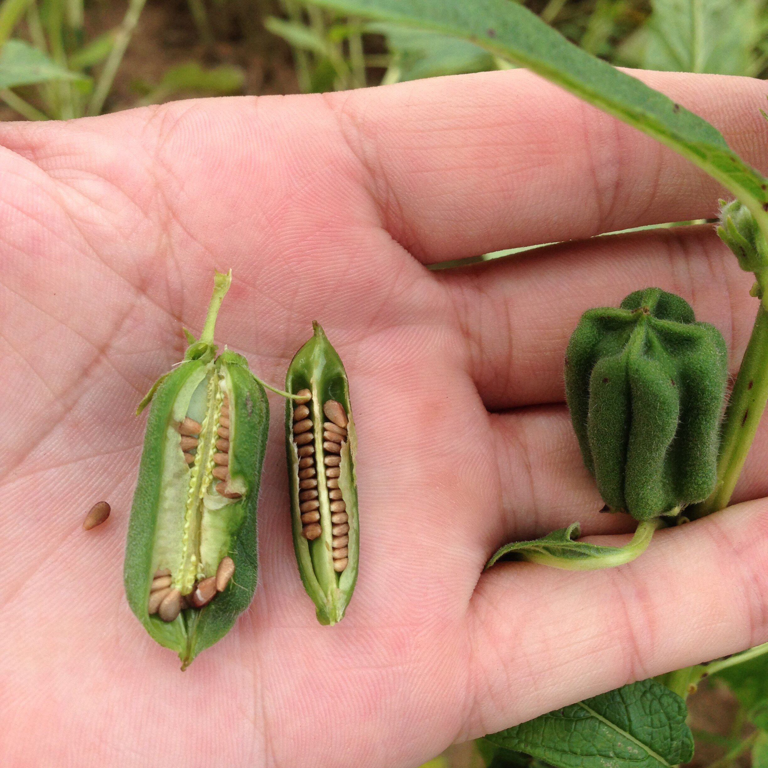 黑芝麻干 生的未炒熟 新货芝麻500g农家自产传统手工正宗烘培辅料