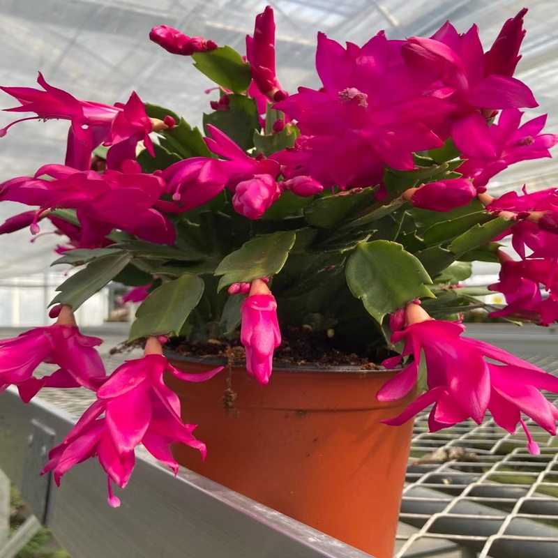 进口蟹爪兰带花苞雷神莎伦紫色阳台花卉室内时令草本花卉