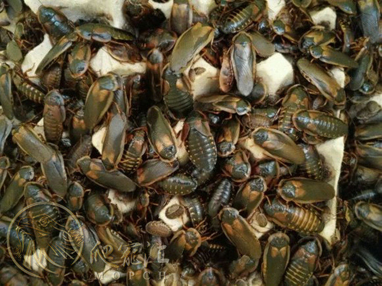 杜比亚比亚蟑螂活体饲料压成0.6-4公分活食全尺寸各种规格爬虫