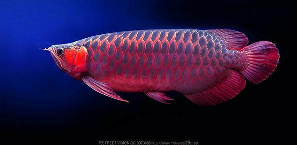 红龙龙鱼印尼活体辣椒超血金龙鱼活鱼小鱼鱼苗鱼