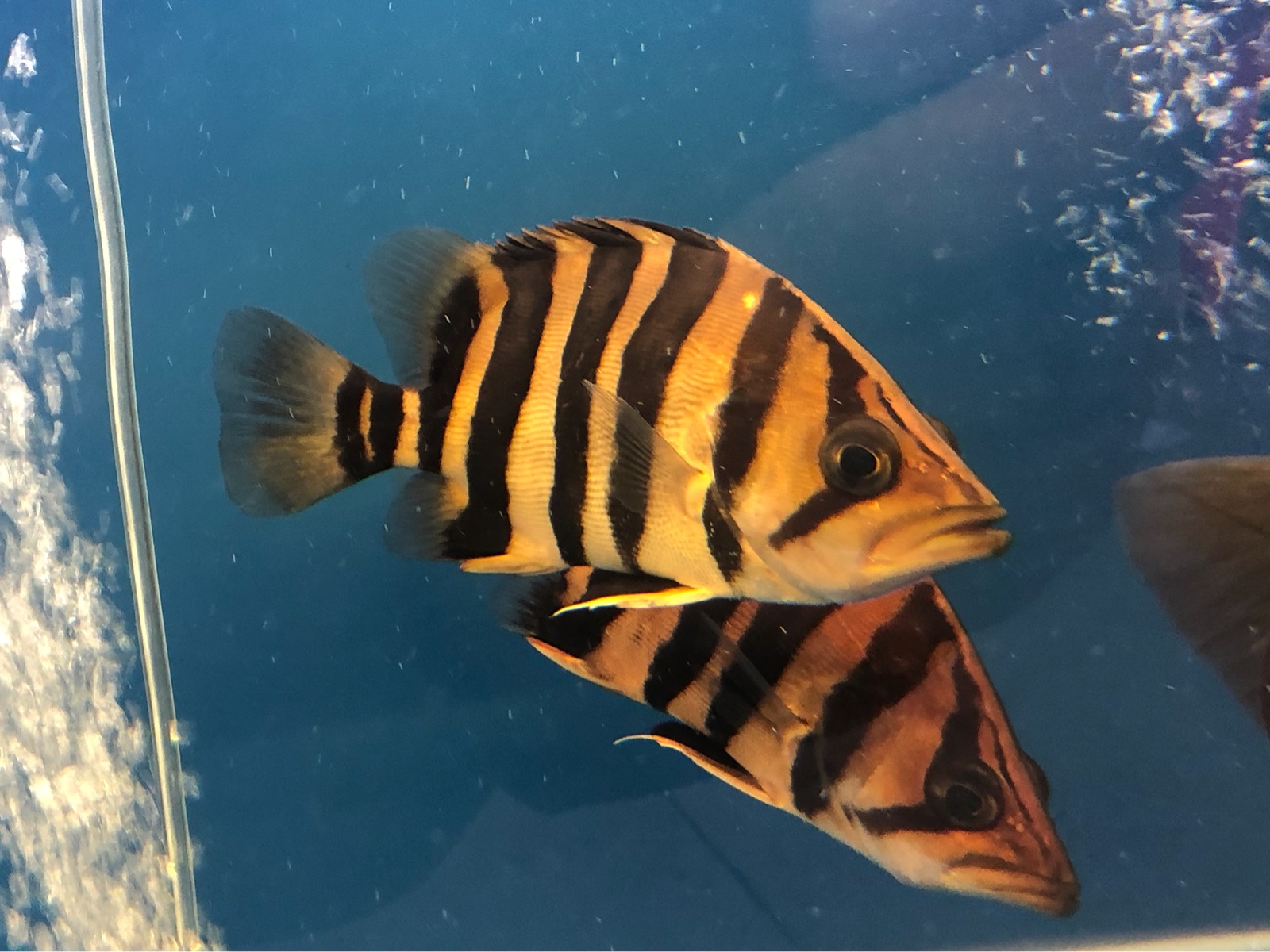 虎鱼活体苏门答腊印尼三纹鱼苗泰国四纹金龙配鱼鱼