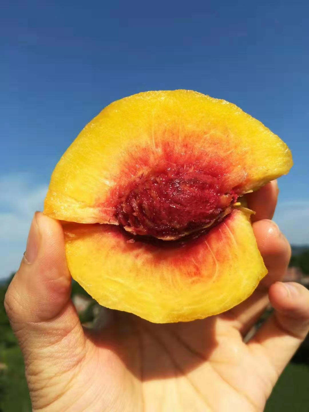 售完7月份再售麻阳富硒黄桃果园现摘现发新鲜桃