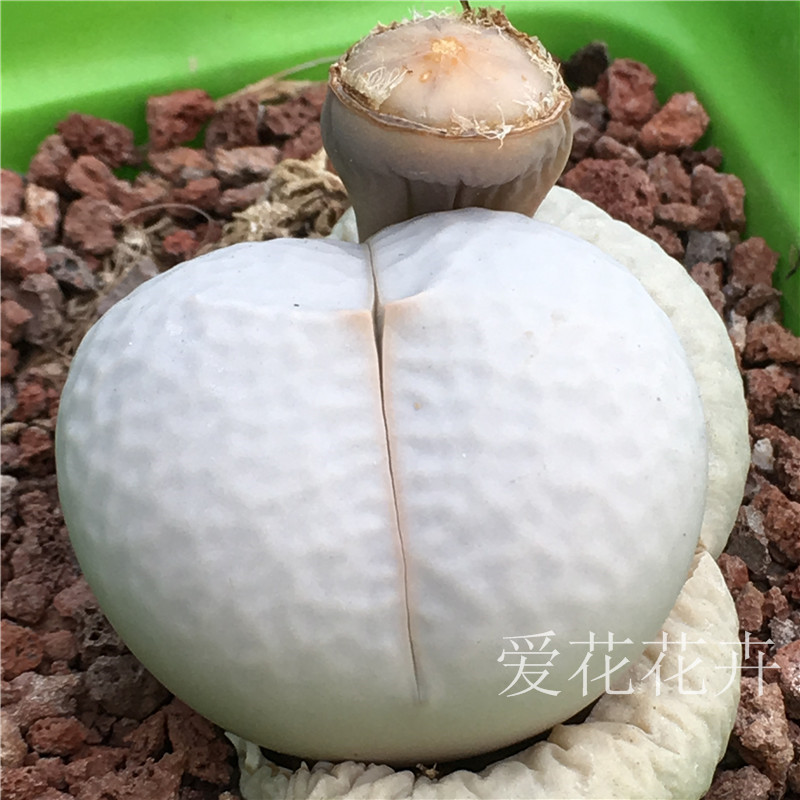 种子高尔夫南蛮高端难度春桃玉属生石花种爱花多肉植物