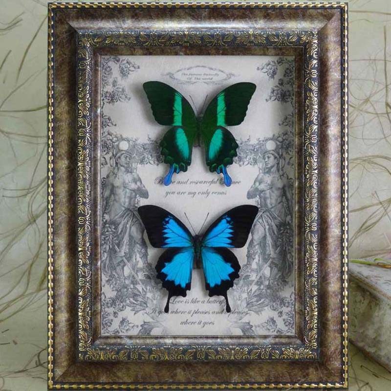 礼物蝴蝶标本情侣天堂凤蝶爱神凤蝶圣诞节结婚生日标本类装饰画