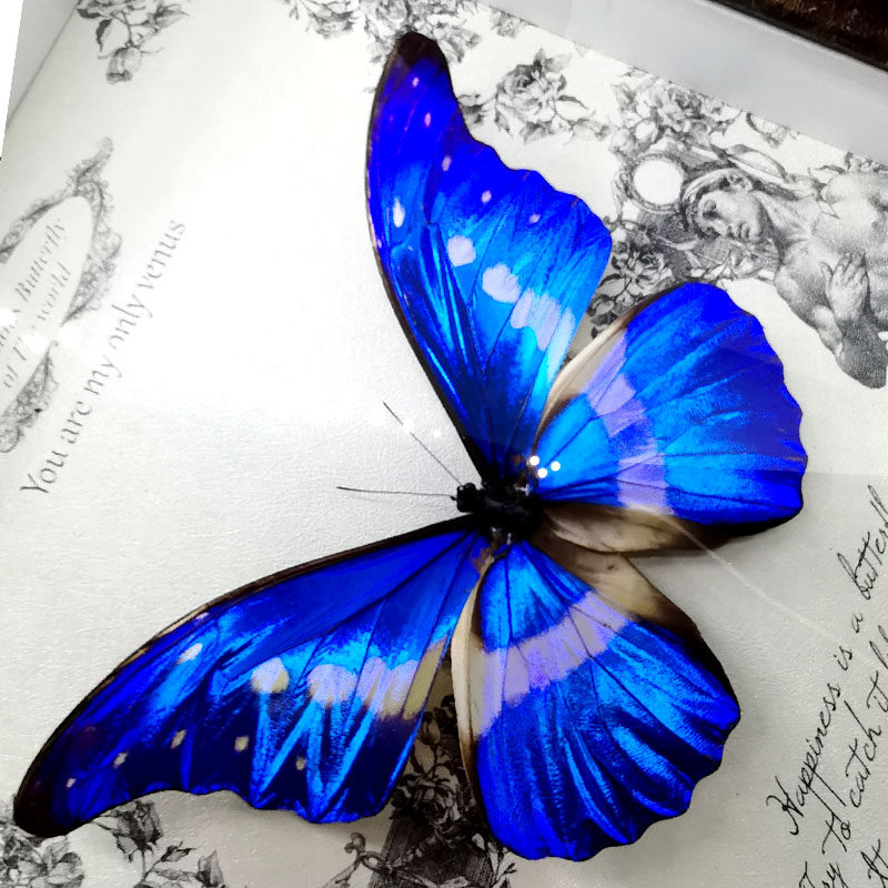 光明女神神闪塞浦路斯闪蝶蝴蝶标本高档装饰品情人节标本类装饰画