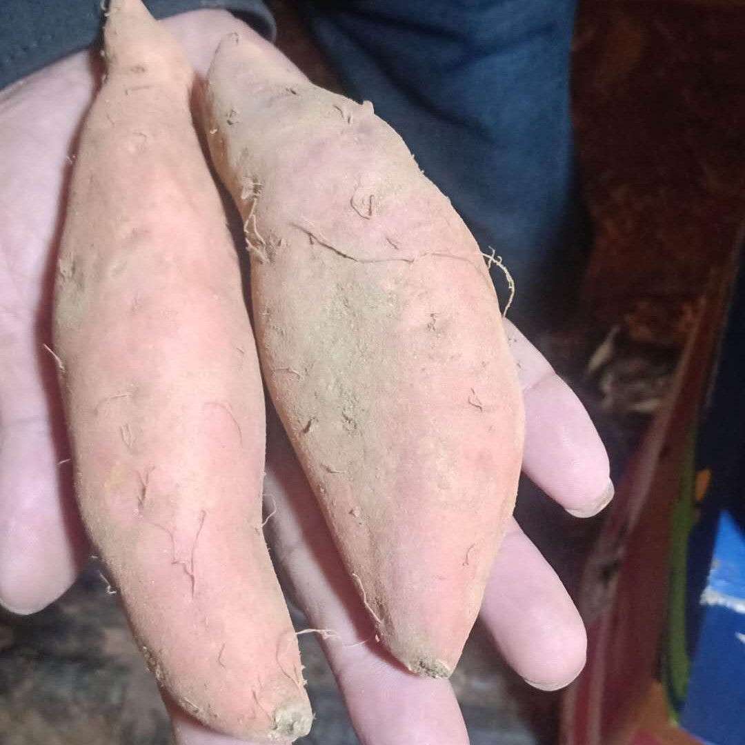 东北西瓜糖心黄瓤地瓜品种薯老红蜜大连薯烟番薯