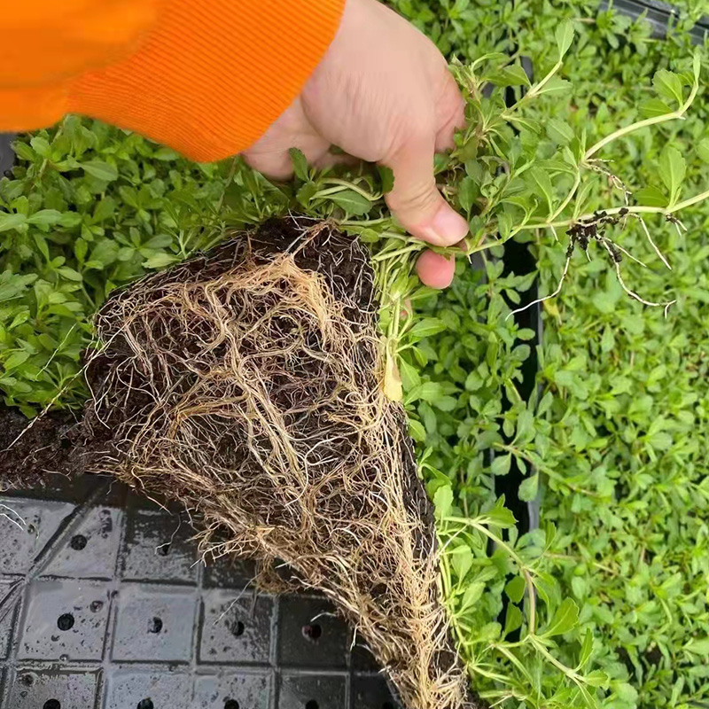 姬岩垂草耐寒寒耐涝耐践踏绿化花卉地被工程绿植