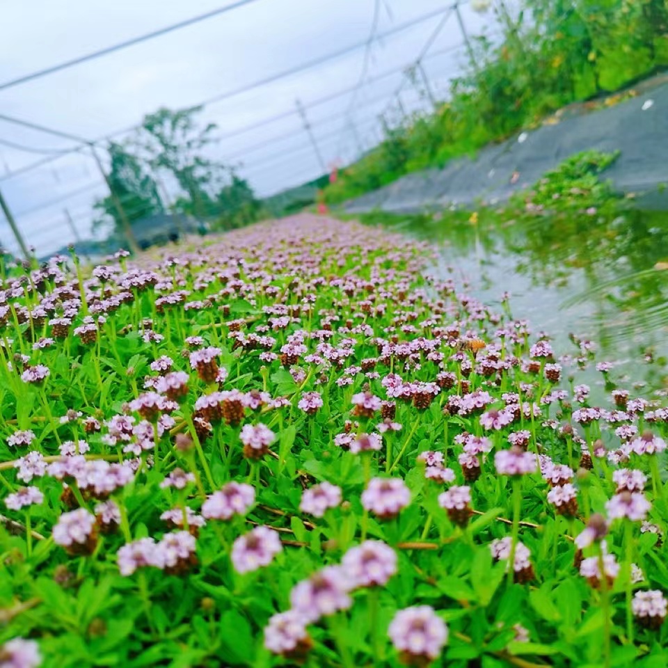 姬岩垂草耐寒寒耐涝耐践踏绿化花卉地被工程绿植