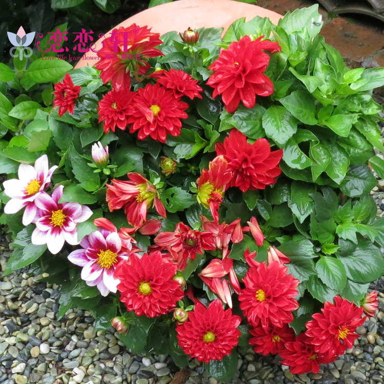 恋恋轩小丽花花种子四季种盆栽草花小丽菊花卉种子四季播易种