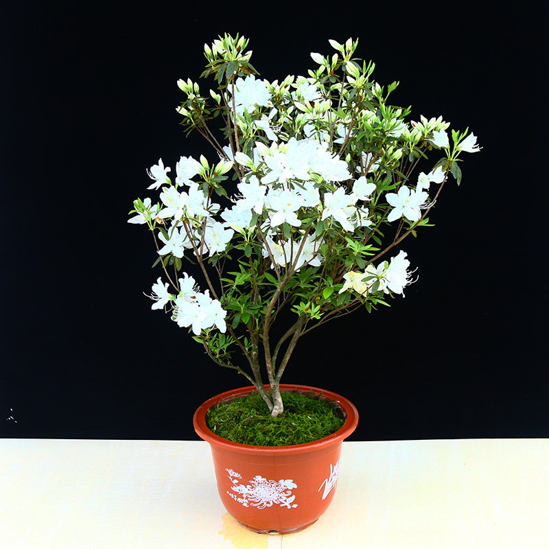 大别山佛山白促销映山景观庭院杜鹃白色万佛山舒城时令草本花卉