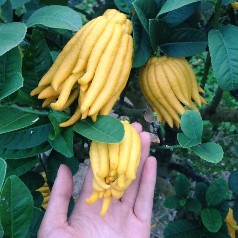 金华佛手小果精选小佛手柑 清供把玩新鲜 佛手鲜果金佛手现摘现发