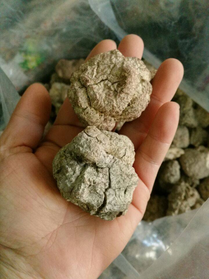 正宗虎奶虎奶菌虎乳灵芝野生虎奶菇包邮500克批