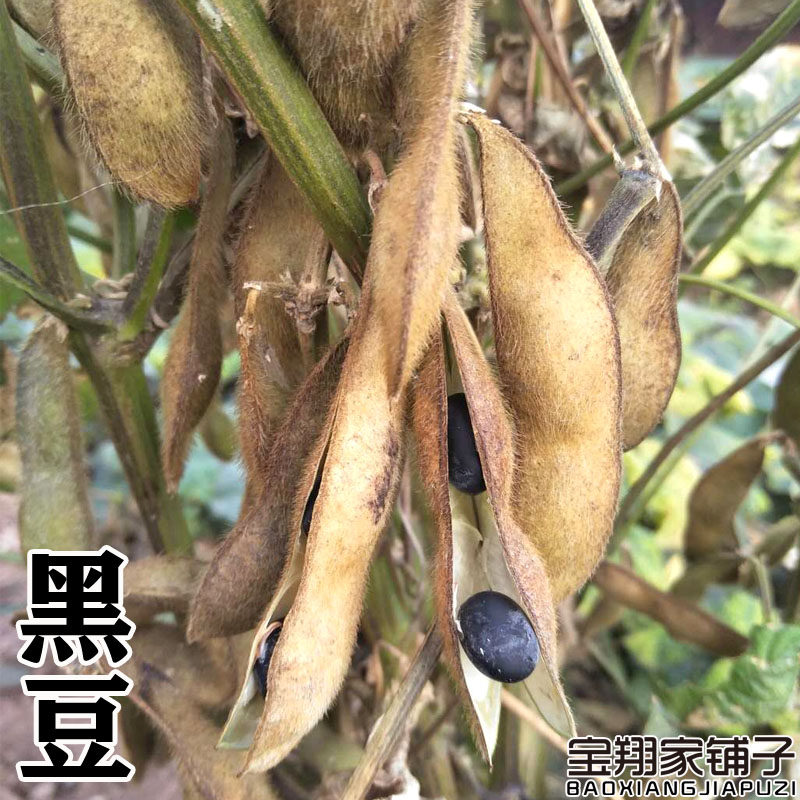 黑豆农家绿芯自产转基因山东省自种小粒豆浆抛光黑豆