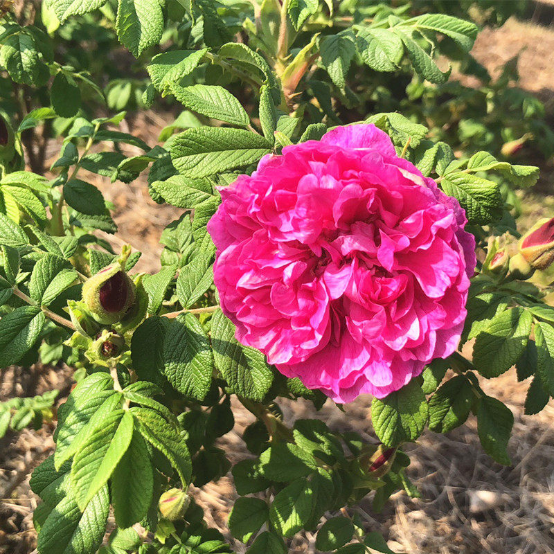 预售新鲜平阴玫瑰花头茬山地重瓣食用花蕾花冠鲜花速递同城