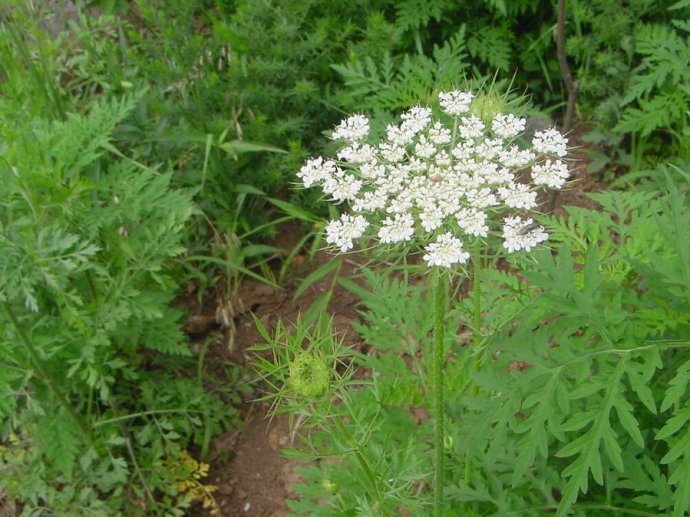 包邮床子野胡萝卜寸金100克其他药食同源食品