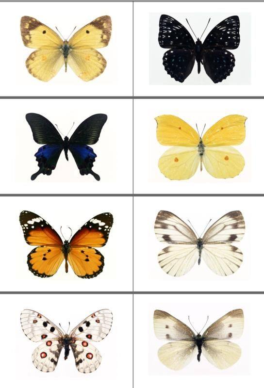 认知蝴蝶纲领认字科卡凯思百科闪卡早教杜曼早教闪卡