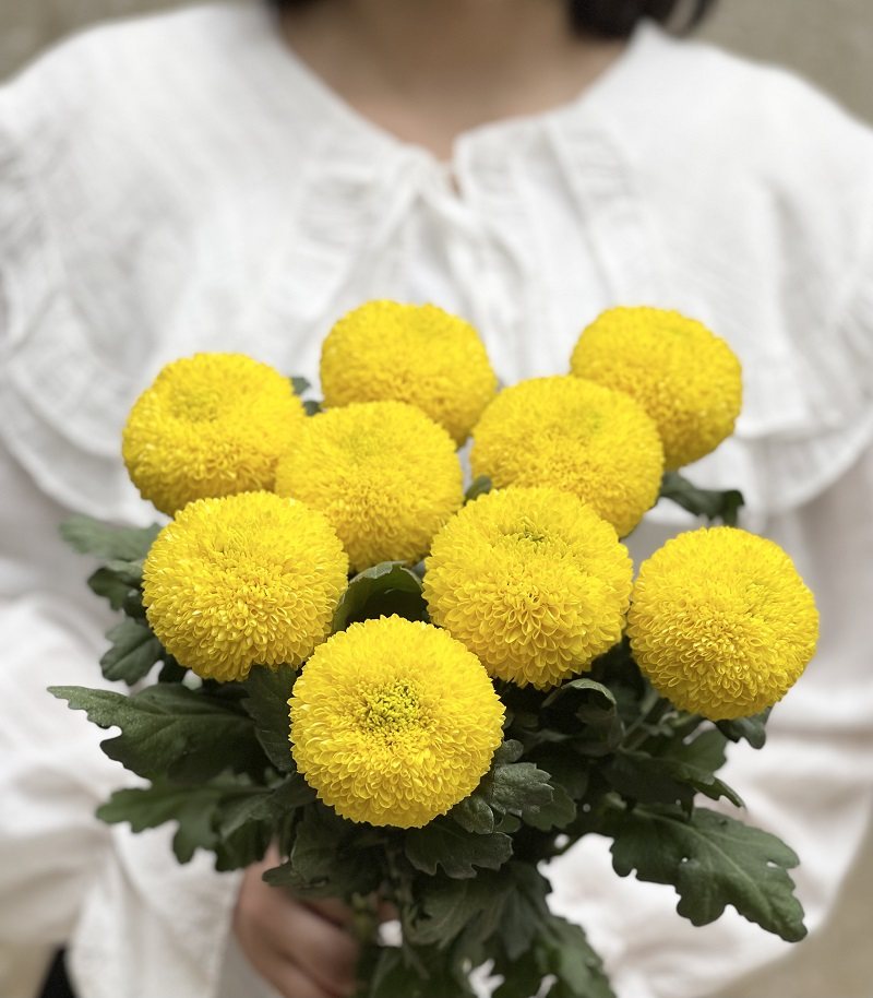乒乓鲜花新鲜菊配花花菊批菊花卧室客厅插花时令草本花卉