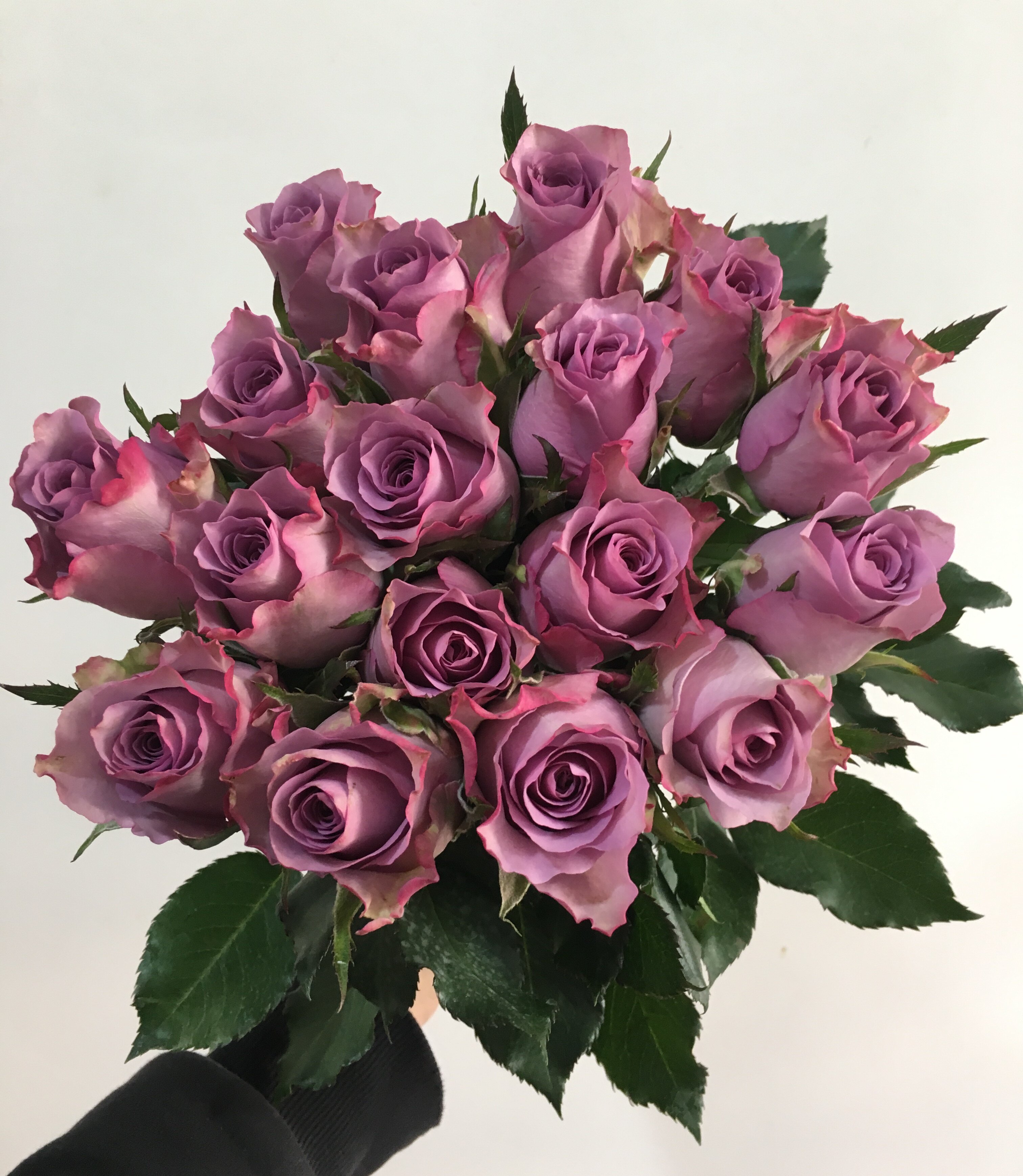 格桑花新鲜紫玫紫色玫瑰单头海洋之歌紫霞仙子18支扎包空运