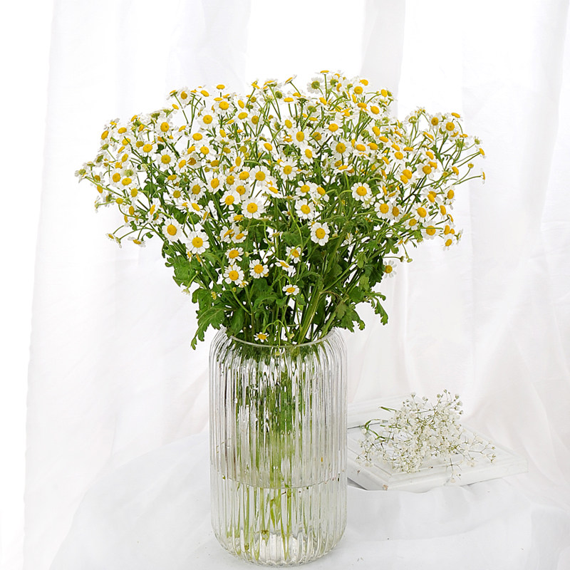 小菊鲜花甘菊小雏菊白色多头5支云南基地地直鲜花速递同城