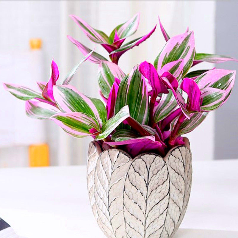 多肉油画婚礼进口吊篮彩色状态色美包邮多肉植物