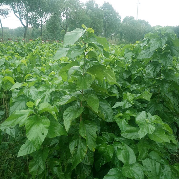 新鲜桑叶养蚕宝宝大桑叶桑茶现摘大蚕小蚕嫩桑叶菜鲜嫩农家现摘送