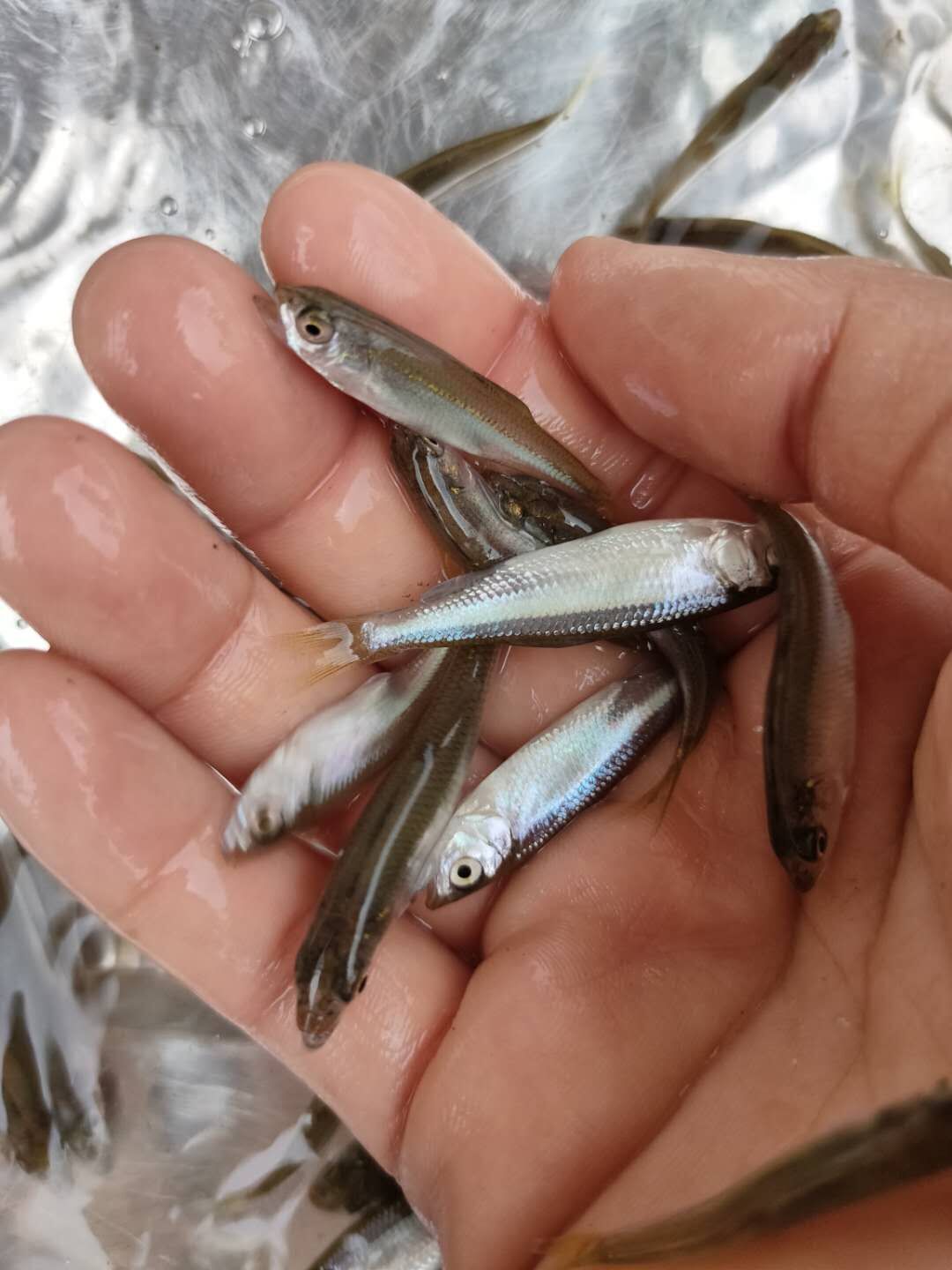 鱼苗肉食食鱼重庆发货马口淡水小鱼观赏鳍鱲鱼