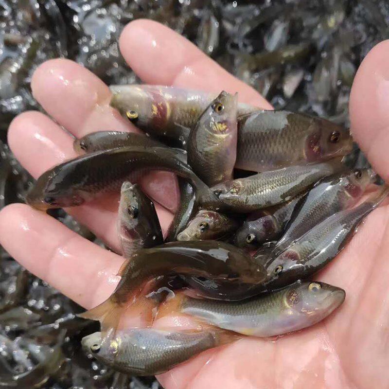 重庆渔场直发禾花乌鲤禾花鱼鲤鱼鱼苗淡水养殖鱼