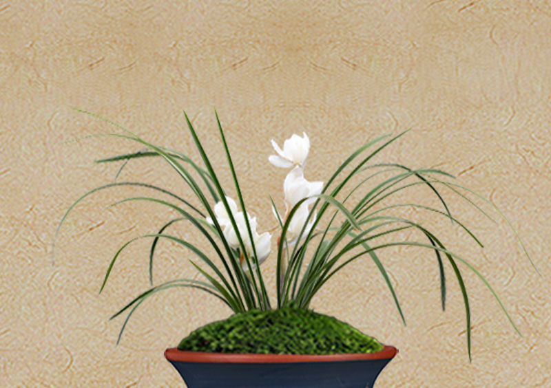 兰花花苗盆栽植物室内春兰无花花苞素冠荷鼎花卉