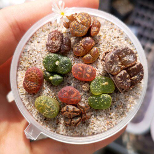 萌肉番杏肉锥泡泡勋章蝴蝶蝴蝶鱼鱼子酱大年年份多肉植物