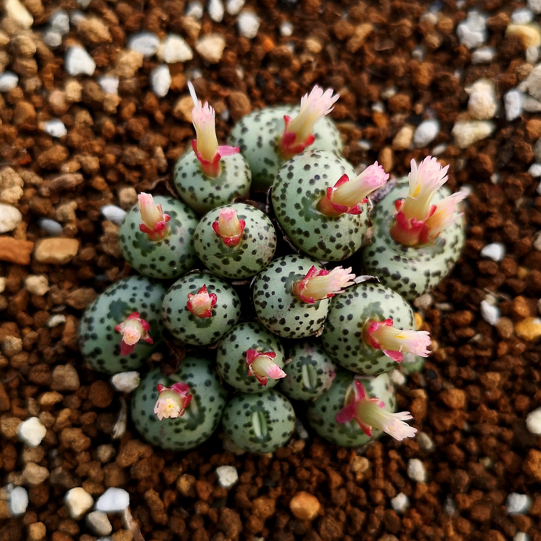 萌肉肉锥安贞混合密纹黑点荷叶泡泡一物一拍多肉植物