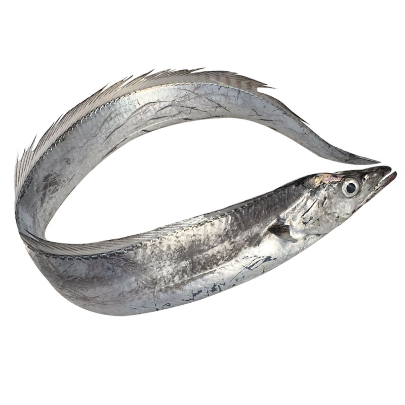 带鱼东山岛海鲜海钓段白鲜活速冻东海带鱼