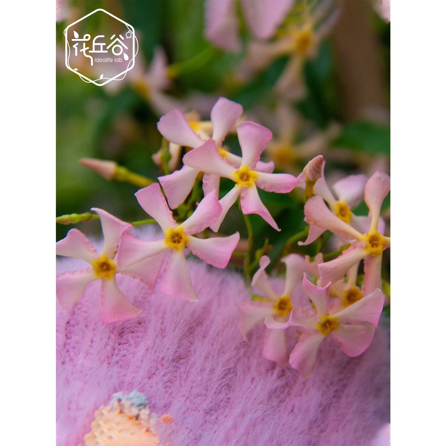 花苞常绿庭院阳台楼顶耐寒爬藤好养丘谷茉莉时令草本花卉