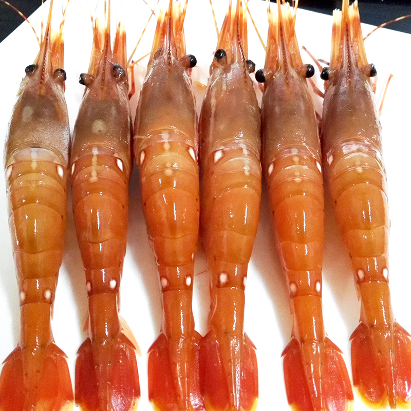 加拿大牡丹虾刺身1kg日本料理超大海鲜野生斑点鲜活冷冻即食25-33