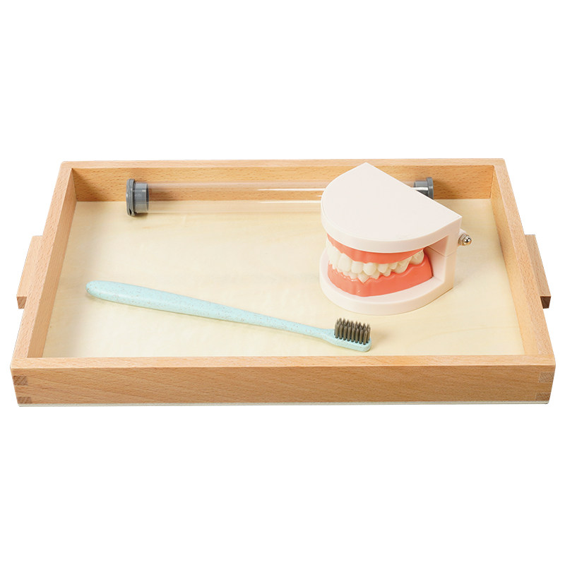 蒙氏幼儿园教具刷牙仿真牙齿家用儿童感统训练早教教具