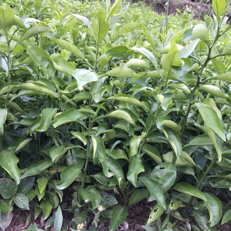 新品种柑橘阳光一号桔柚橘柚嫁接柑桔果树苗木果树