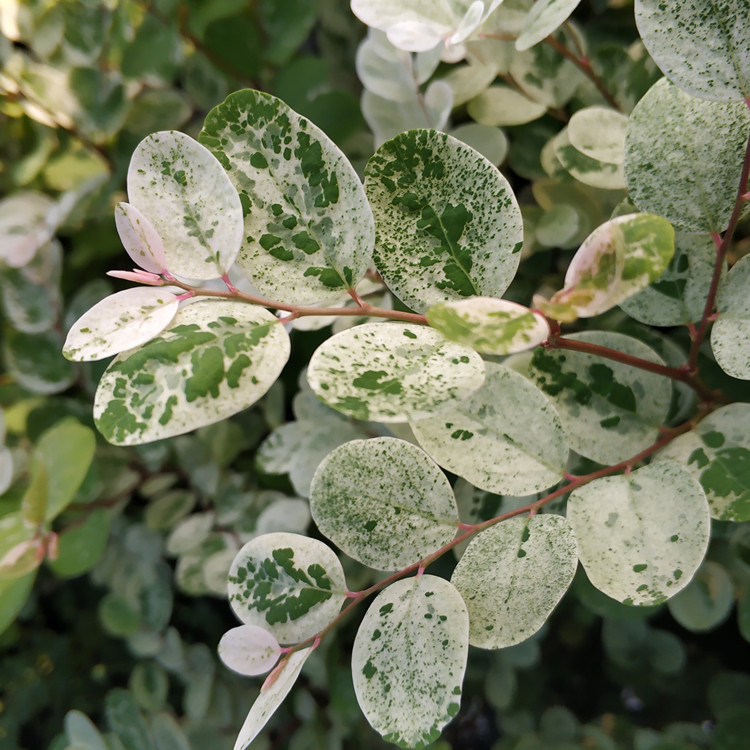 雪花花木二列黑面盆栽绿植绿化植物四季常绿观绿植
