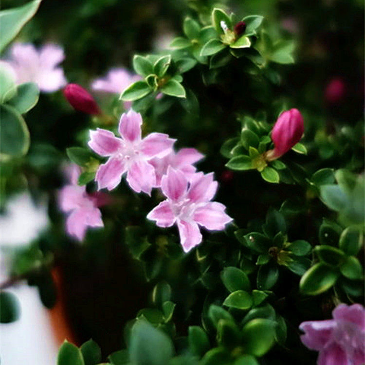 金边粉花六月雪小苗绿植花卉盆栽室内桌面庭院时令草本花卉