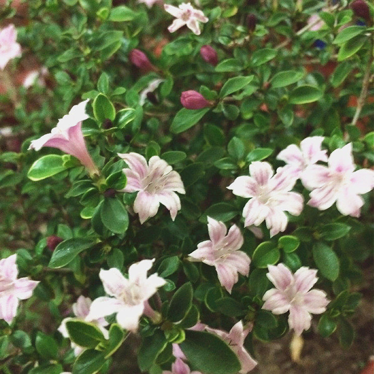 金边粉花六月雪小苗绿植花卉盆栽室内桌面庭院时令草本花卉