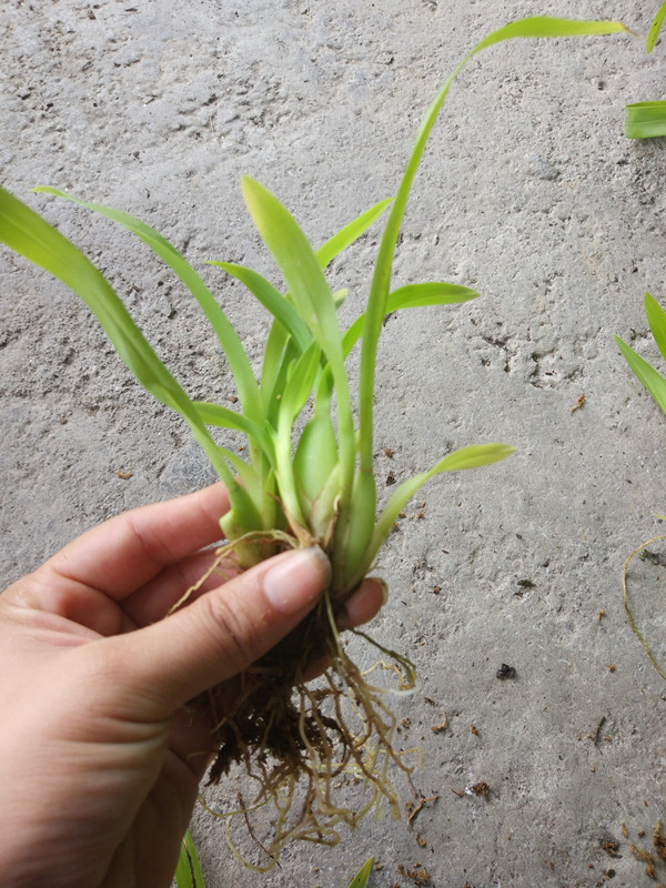 文心兰跳舞兰香水兰室内阳台花卉绿植盆栽四季开花热带兰常温开花