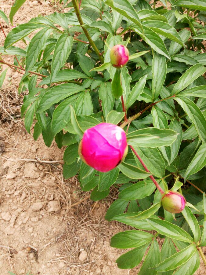 芍药根块多年生花卉盆栽根茎庭院院地栽植植物种球