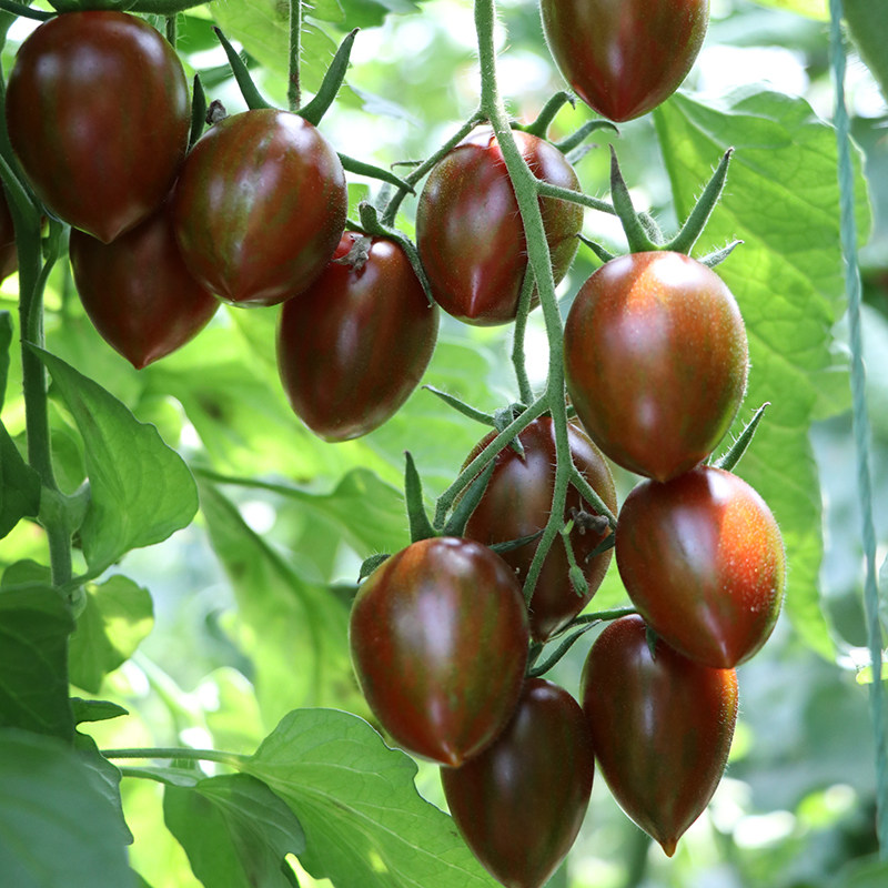 紫玉水果番茄种子紫色樱桃小番茄种籽圣女果种孑家庭园艺种子
