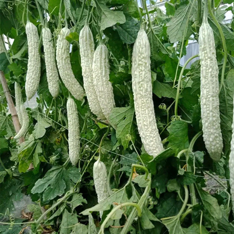 苦瓜蓝山耐热夏秋春夏四季高产抗病大白白苦瓜家庭园艺种子