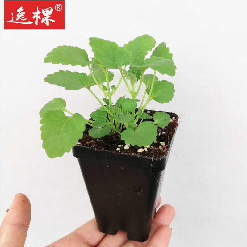 藿香花种子苗秋季开花花卉庭院阳台盆栽植物花苗1株