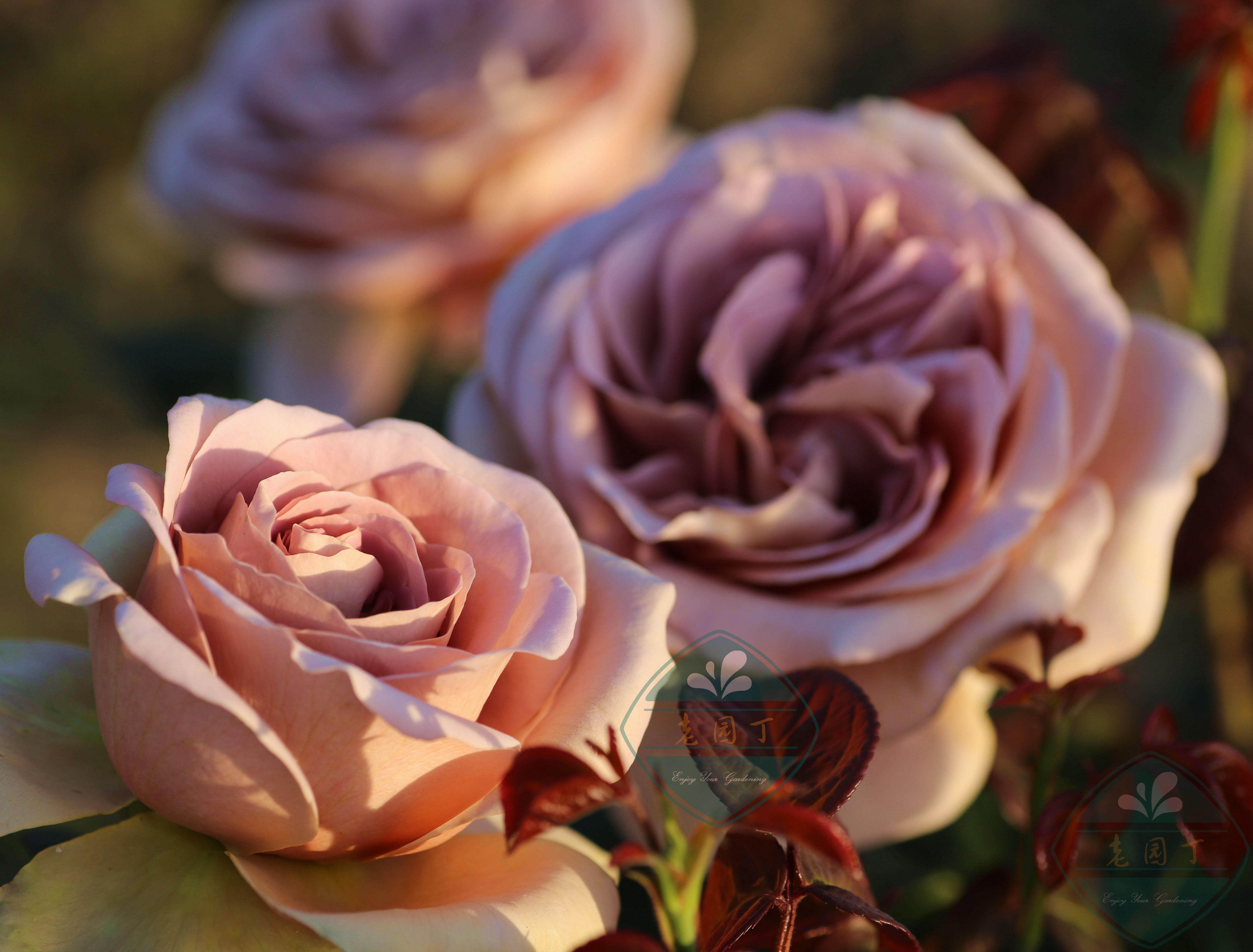 【何老师的小花圃】朱丽叶宝贝日本灌木咖啡色复古色阳台盆栽月季