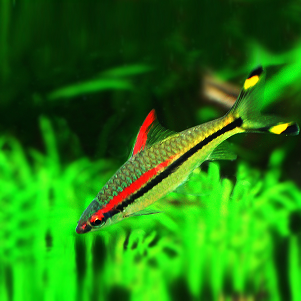 灯科集锦红绿灯鱼灯科一眉道人小型热带观赏鱼淡水鱼鱼