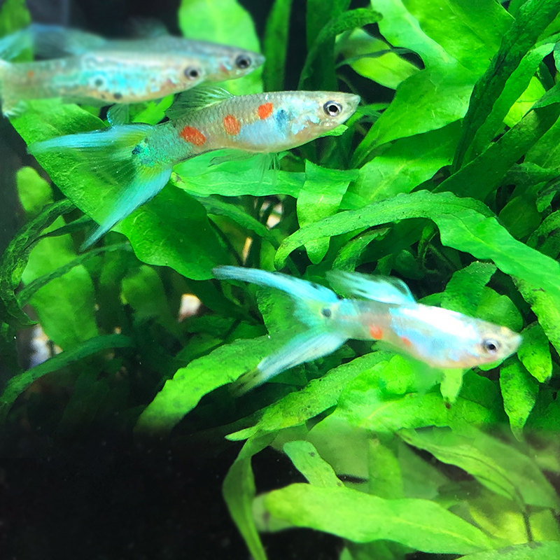 鱼之白金双剑孔雀活体闪电金丝游鱼泰国进口鱼