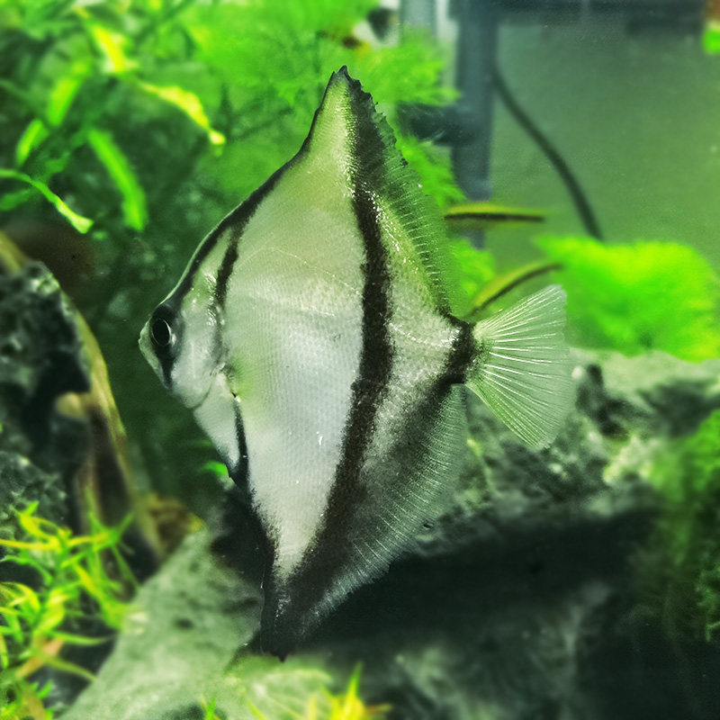 鱼之黑蝙蝠鲳鱼神仙仙鱼活体观赏鱼黄鳍鲳金鲳黑带鱼