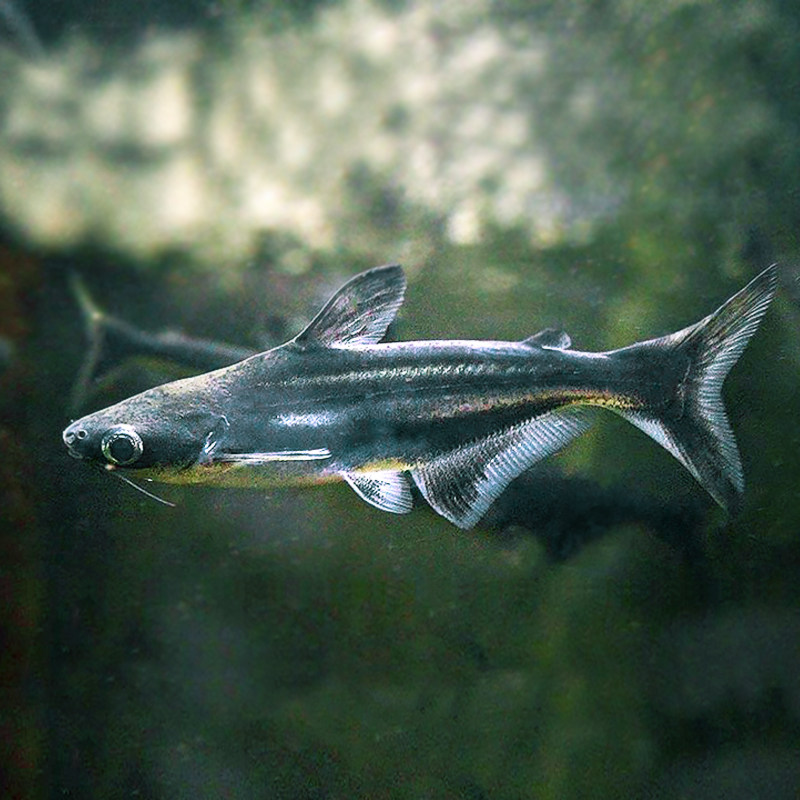 蓝鲨活体虎鲨淡水淡水鲨鲨鱼大型热带观赏鱼包活鱼