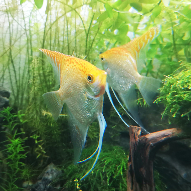 神仙鱼之七彩金色仙鱼大号金头钻石鱼