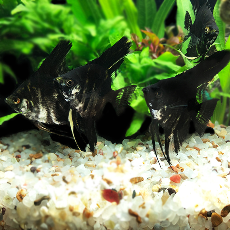 云石神仙鱼之七彩七彩云鱼苗石仙燕鱼黑白仙鱼鱼